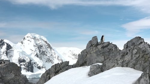 Penguins Perched on Snowy Mountain in Antarctica