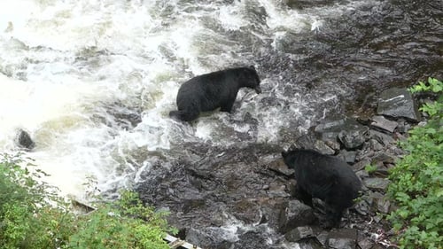 Brown bear fishing on river. Grizzly bear eating salmon fish. Katmai National Park. Wild animals.