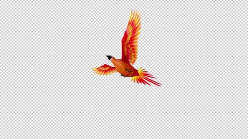Phoenix Bird - Hot Red - Flying Loop - Down Angle View - Alpha Channel