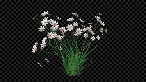 Susans Flowers Growing Alpha
