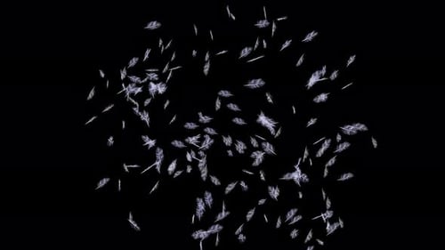 Soft Floating Feathers Overlay with Transparent Background