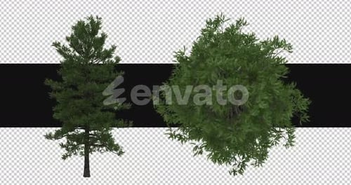 Pack Of 2 Scots Pine Trees Moving In The Wind On Alpha