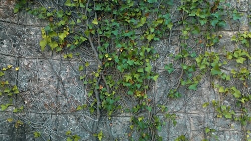 Ivy Wall Pattern 4
