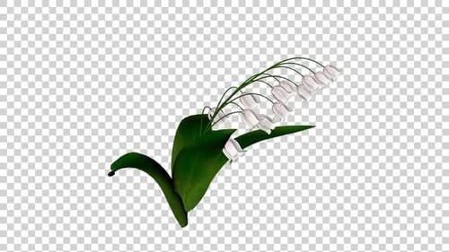 Bellflowers