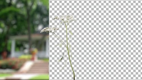 Elegant Growing Flower Animation with Transparent Background