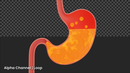 Animated Human Stomach Digestion with Turbulent Fluid and Bubbles