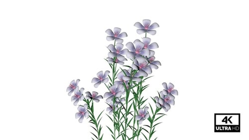 Animated Delicate Flowers Blooming on Transparent Background