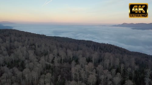 Morgen in einem nebligen Wald