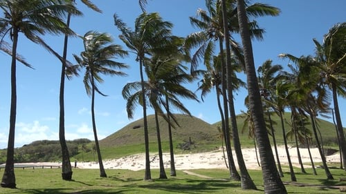 Palme am sandigen Ufer des Ozeans. Natürlicher tropischer Strand mit Palmen auf gelbem Sand
.