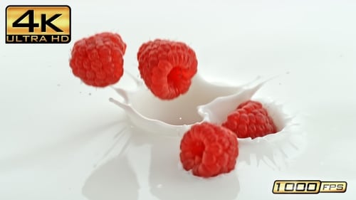 Raspberries falling into splashing milk against white backdrop
