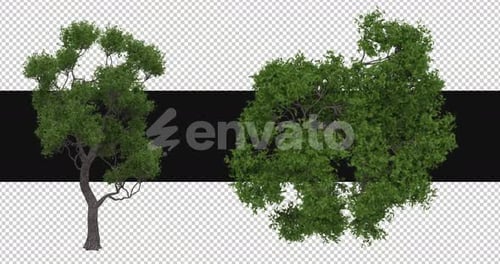 Animated 3D Tree Element with Side and Top Views