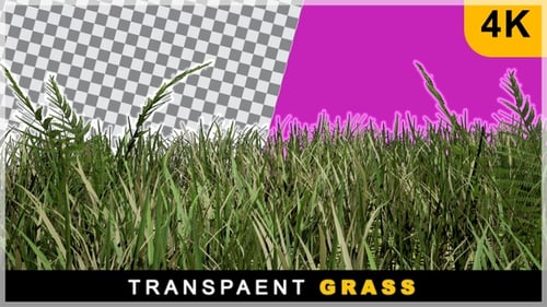 Realistic Render Till Shot Grass On Transparent Background