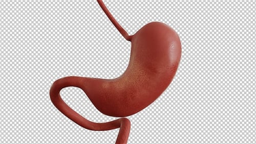 Stomach