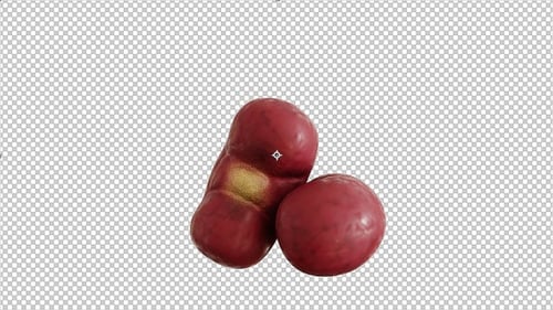 Kidney