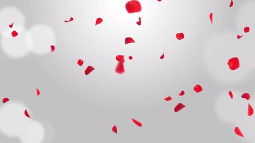 Luxury Fresh Rose petals falling in the air on White Romantic Green Screen.