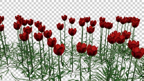 Coquelicot Flowers Field