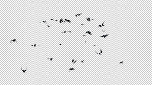 Magpie Birds - Large Flock - Flying Around - Transparent Loop