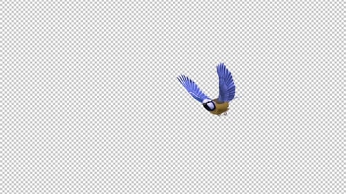 Blue Titmouse - Flying Bird - Passing Screen - III - Alpha Channel