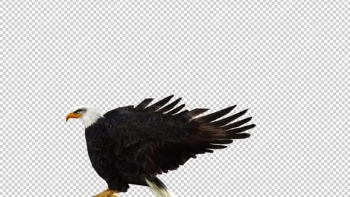 Eagle Landing Left View