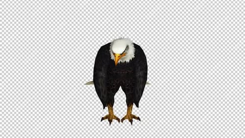 Eagle Eat Front View Loop