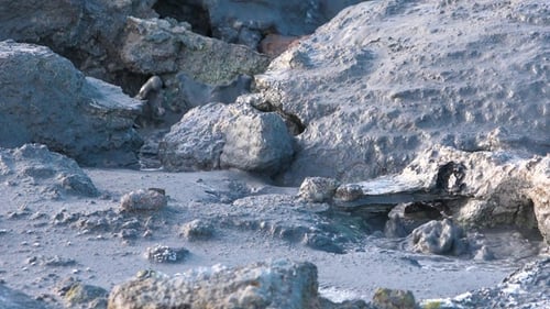 Geothermal area. Boiling hot geothermal volcanic mud pool, closeup shot steamy lake bubbling mud.