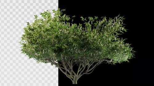 Animated Rotating Green Tree with Transparent Background