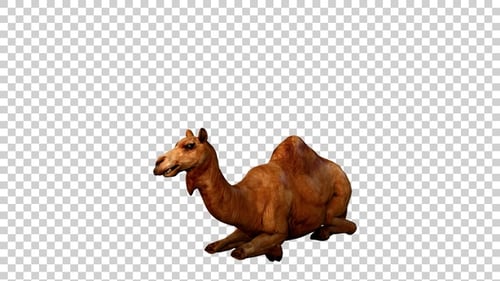 Camel Restyling aus der Vogelperspektive