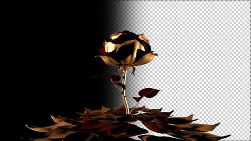 Golden Rose 1 4K