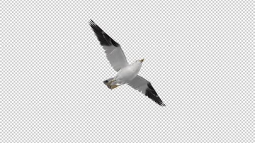 North American Seagull Bird - Flying Loop - Low Angle View CU - Alpha Channel