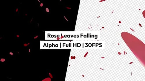 Fallende Rosenblätter Alpha