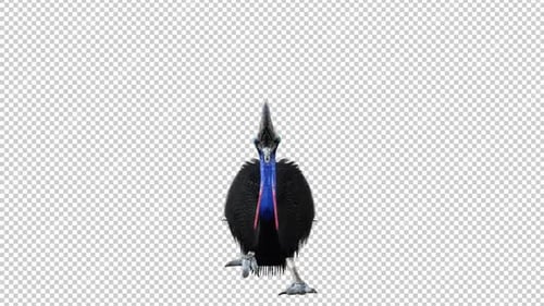 Cassowary Sit Down Front View