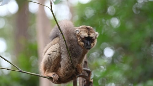 A Grey Mouse Lemur Perched On A Tree Branch In The Madagascar Rainforest
