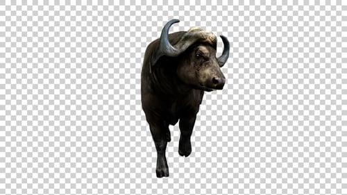 Buffalo Running Look Round Front View