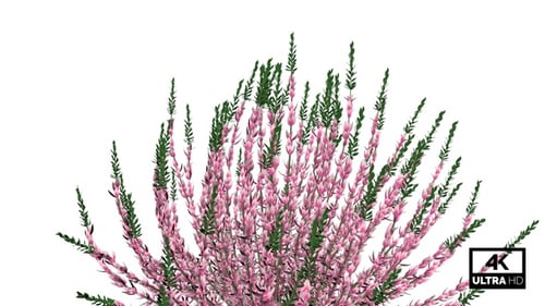 Swaying Heather Plant with Pink Flowers and Green Leaves Alpha Channel