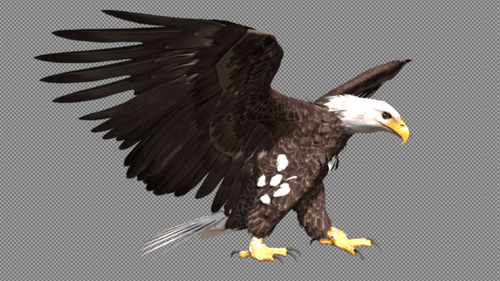 Realistic Animated Bald Eagle Landing and Taking Off