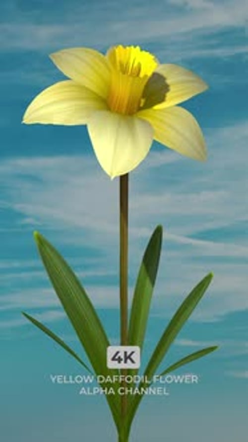 Yellow Daffodil Flower Blooming Time-Lapse Alpha Channel