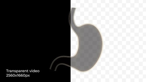 Animated Glowing Human Stomach Outline