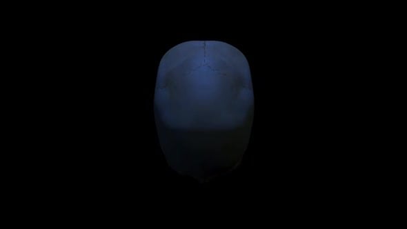 3D Human Skull Rotating Animation, Elements Motion Graphics ft. skull ...