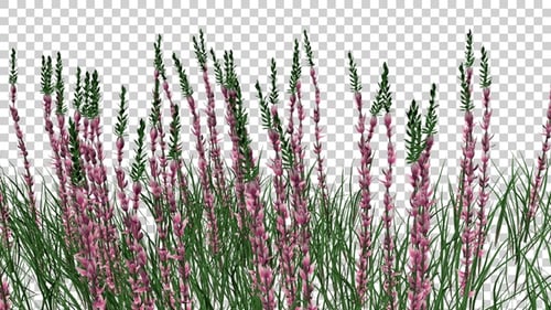 Calluna Flowers Field