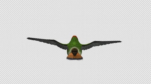 Tropischer Kolibri — getuftete Kokette — Flying Loop — Rückansicht — Alphakanal