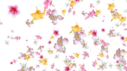 Flowers Falling Seamless Loop Alpha V3
