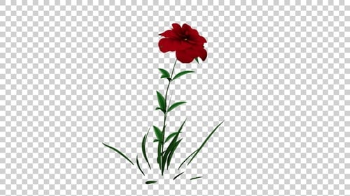 Animated Red Flower Growing with Alpha Channel