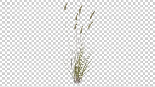 Apline Grass