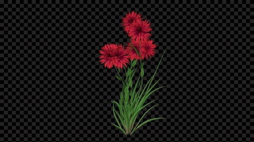 Realistic Plant Growth with Red Flowers Time-Lapse Animation