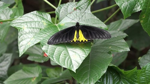 Mariposa. Mariposa de cerca. Concepto de insectos y mariposas. Una mariposa está sentada sobre una flor.
