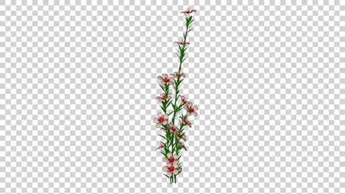 Elegant Growing Floral Vine Animation with Pink Flowers