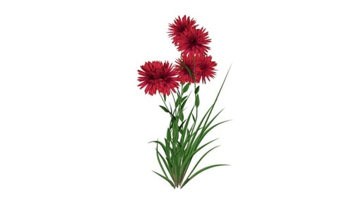 Pisacan-Blumenpflanzen