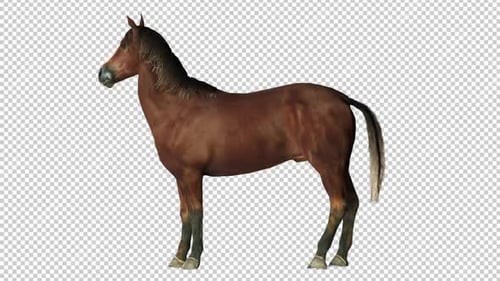 Horse Idle Left View Loop