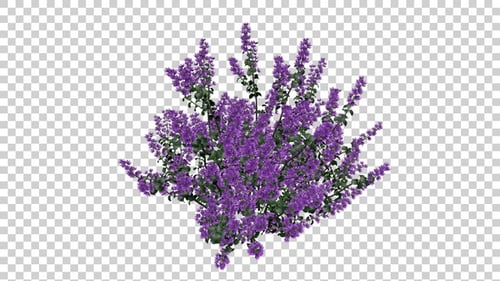 Purple Flowering Plant for Digital Compositing