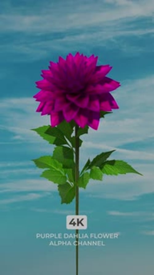 Purple Dahlia Flower Blooming with Alpha Channel